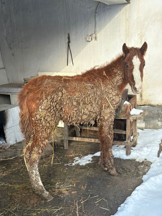 Жалкы сатылады Туркестан
