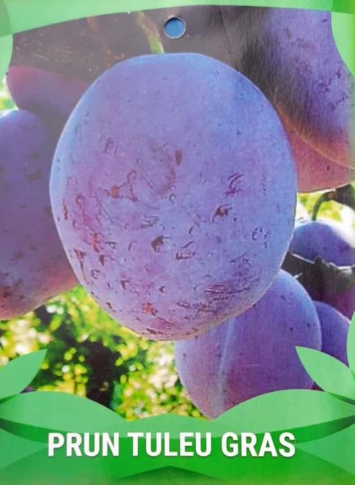 Pomi fructiferi direct de la producator