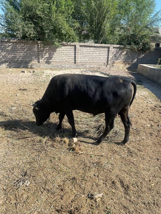 Buqalarimiz sotiladi