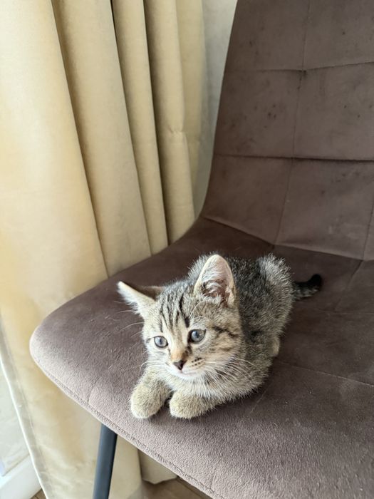 Продам Шотландских котят