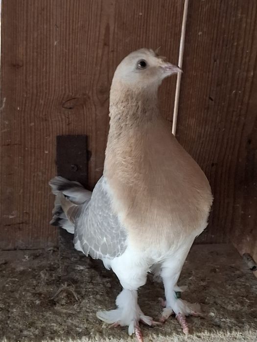 Porumbei takla si jucatori galateni