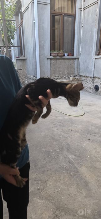 Бенгальский кот чисто кровный