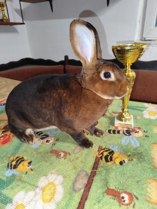 Iepuri Rex Galben, Rex Castor Simian • OLX.ro