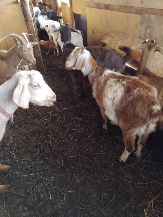 Продавам бремени кози и ярета