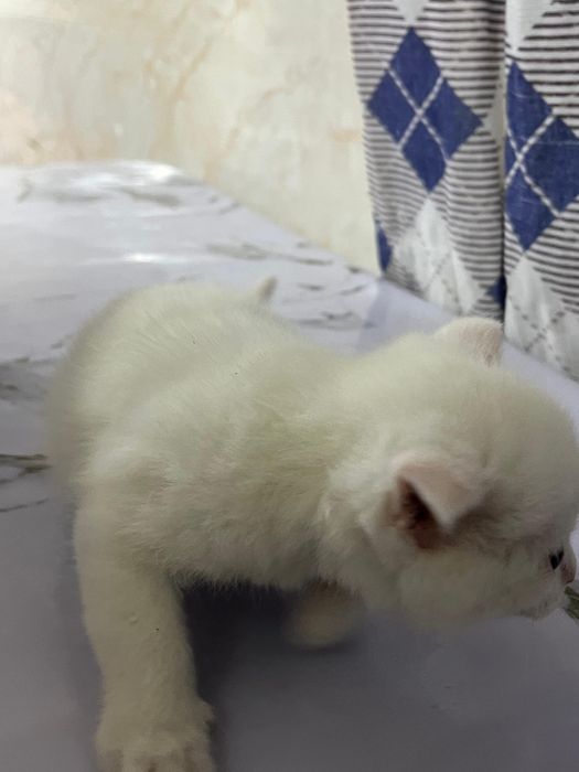 Ангора белая кошка