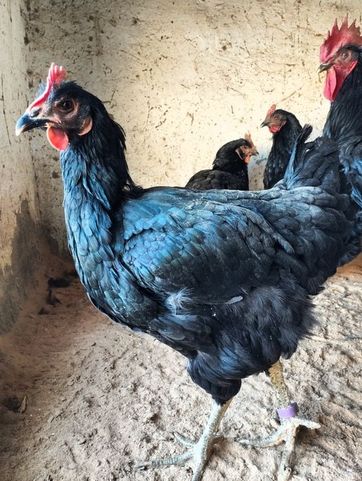 Men mast jojaning mushukida keldim