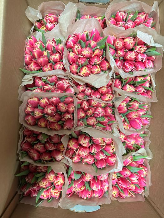 Беларусские тюльпаны