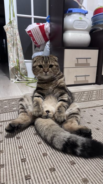 Вязка. Ищем подругу