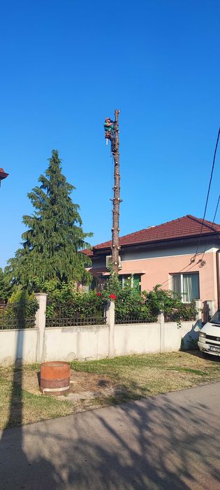 Рязане на опасни дървета