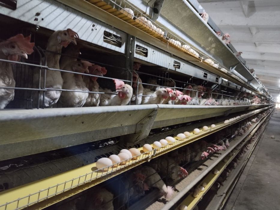 Кораль ник Несушка