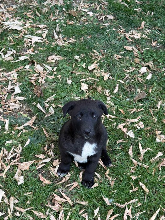 Милая девчушка и пацан ищут дом)