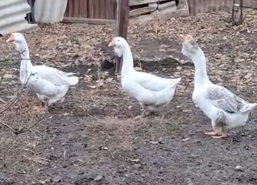 Продам гусей Холмогоров