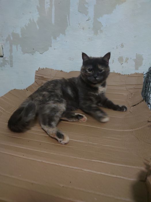 Кассандра готова ехать домой