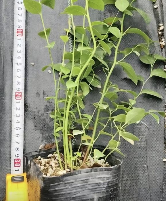 Голубика саженцы оптом