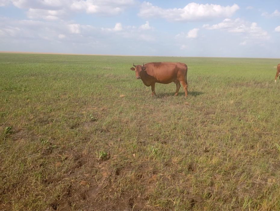 Продам КРС коровы стельные