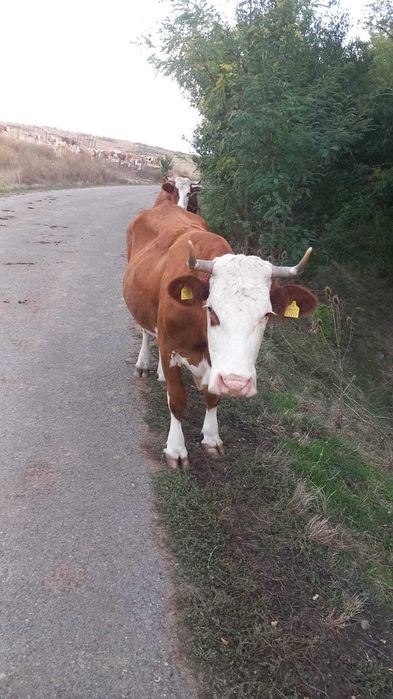 Vaca de vânzare