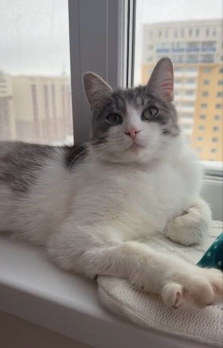 Астана. Пристраивается Мурзик, кастрирован