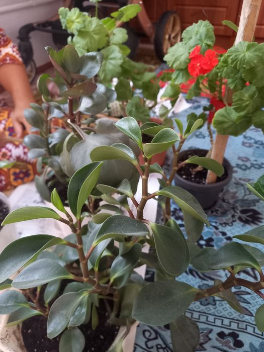 Продам домашние цветы