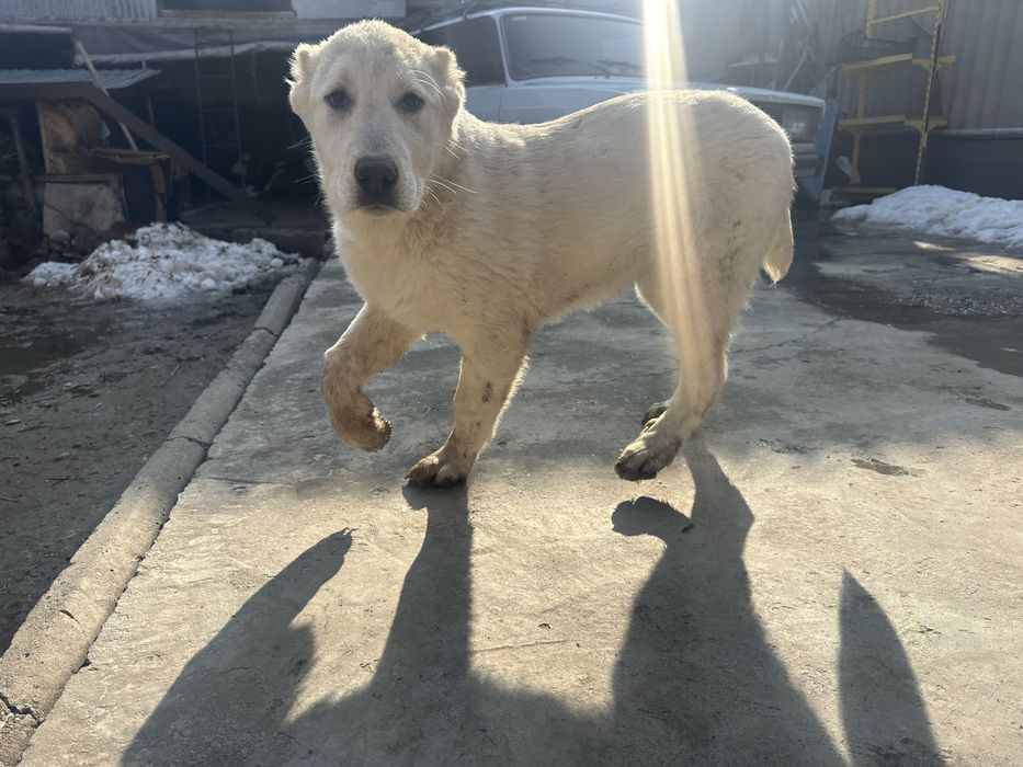 САО  Щенок девочка 4 месяца