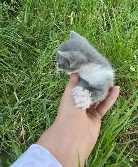 Подарявам малки котенца два броя.