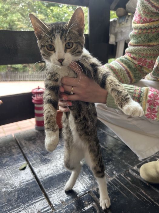Pui de pisică spre adopție