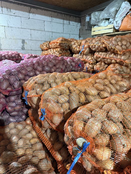 Cartofi de consum alb si rosu