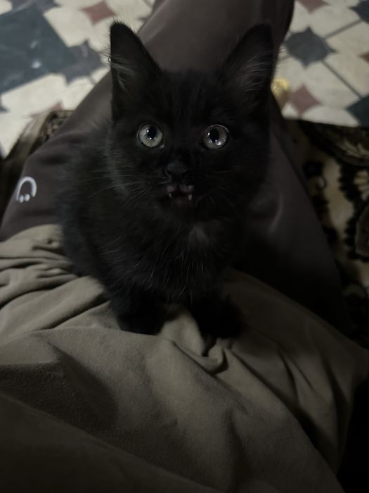 Котенок в хорошие руки