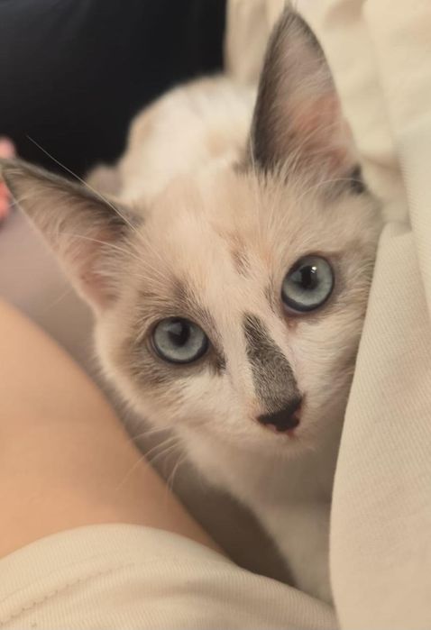 Отдам в добрые руки кошку и котёнка