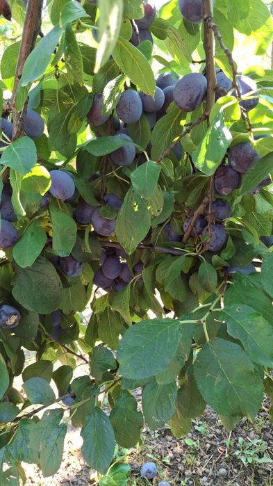 Prune de masă, din livada proprie Vulturu .  Vrancea
