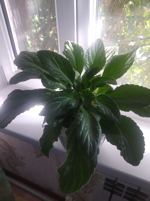 Распродаю разные комнатные растения