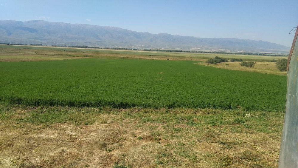 Сено, шөп, люцерна, жоңышқа