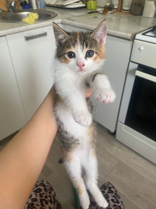 Кошка хорошая домашняя