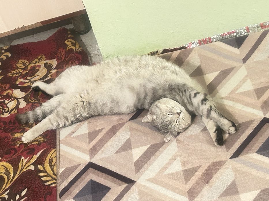 Британский шиншилла мрамор