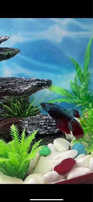 Аквариумные рыбки петушки