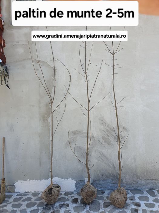 Mesteacan decorativ, artar verde, paltin de munte, carpen, fag,frasin
