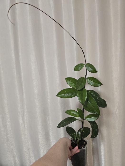 Hoya Carnosa, Lacrima Maicii Domnului, Cerica