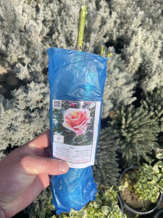 Английские розы в продаже