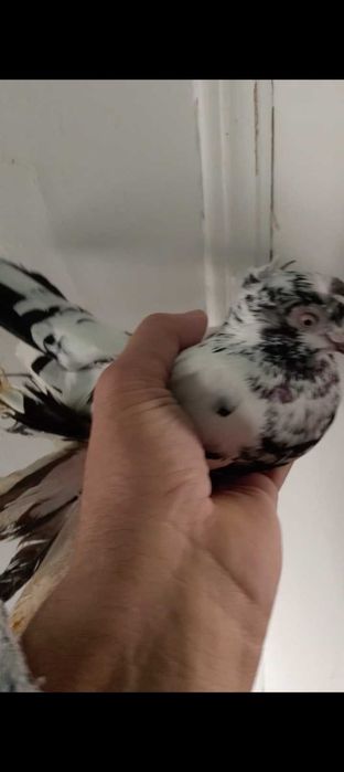 Голуби голуби голуби