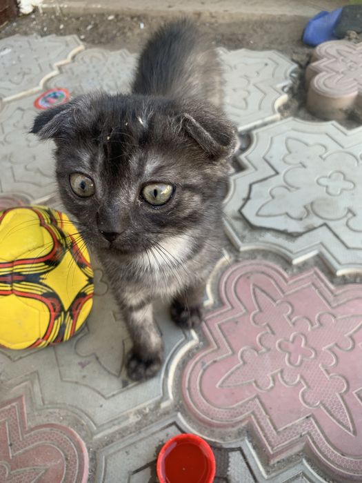 кошка шотландскии