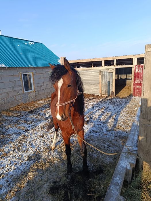 Айғыр сатамын Жібек Жолы