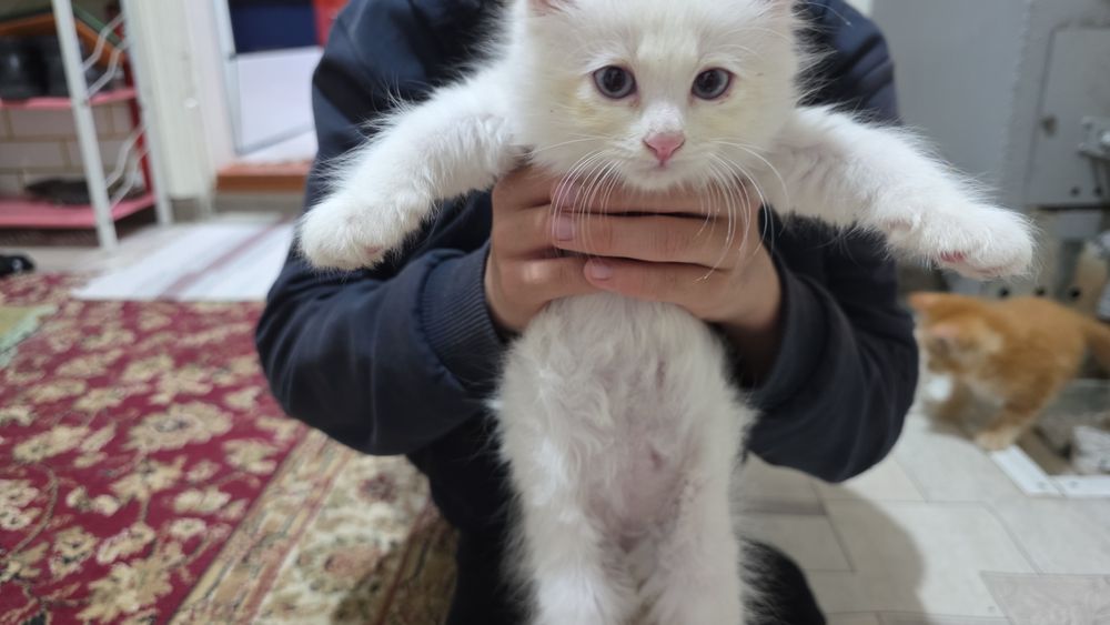 Животные домашние