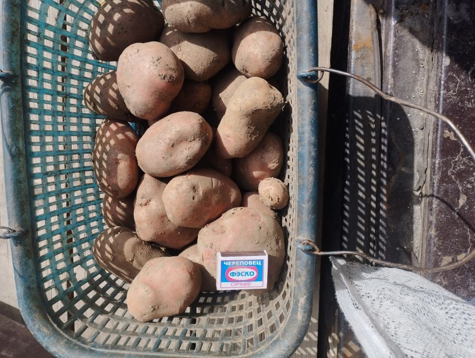 Продам картофель вкусный, полезный