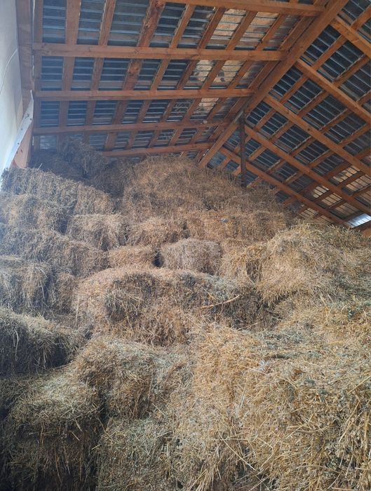 Vând baloți lucernă 2025