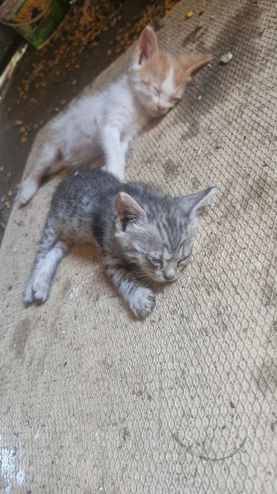 Pisicuți spre adopție