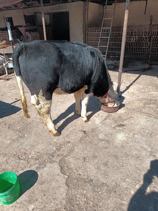 Vitea Balțată pe negru