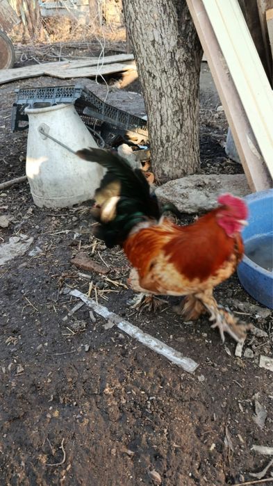 Петухи Кохинхин ланшаль