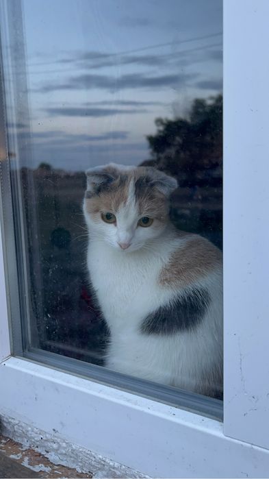 Продам кошку очен красивый умный кот