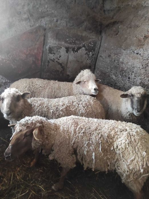 Срочно продам баран можно на выбор