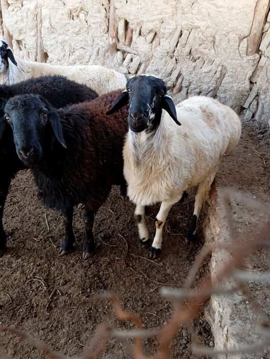 Qochqorlar sotuvda asl zot