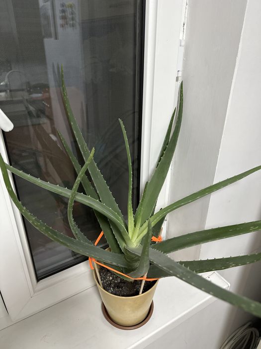 Алоэ 4-5 летний